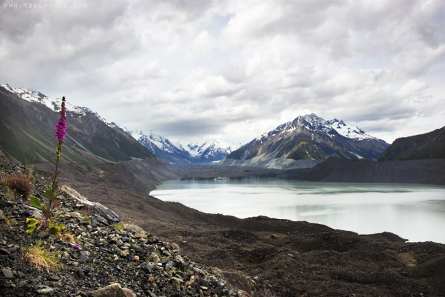 A Lone Foxglove; Tasman Lake, New Zealand