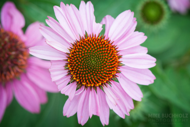 Signs of Aging, Echinacea