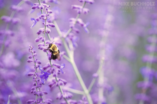 Climbing for Nectar