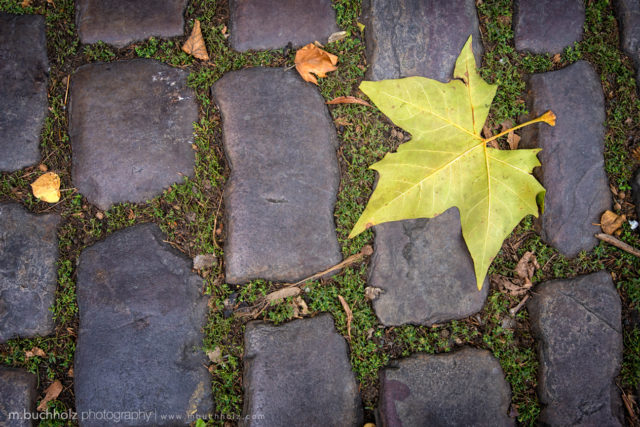 Cobblestone Foliage; Prague, Czech Republic