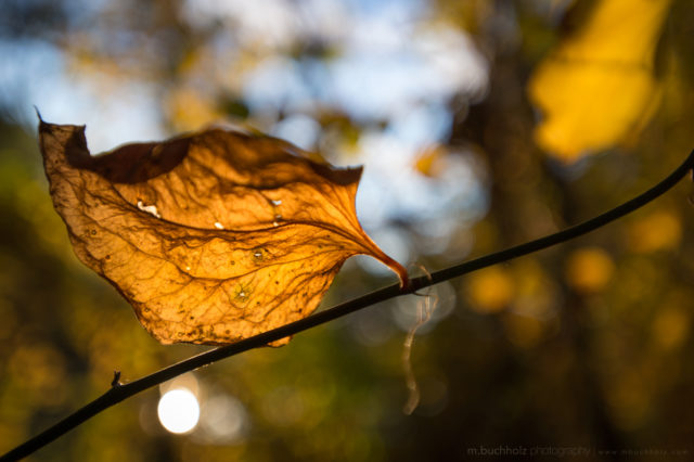 Last Remnants of Autumn