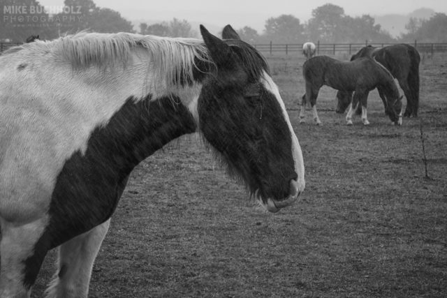 Weathering the Storm; Buckinghamshire, England