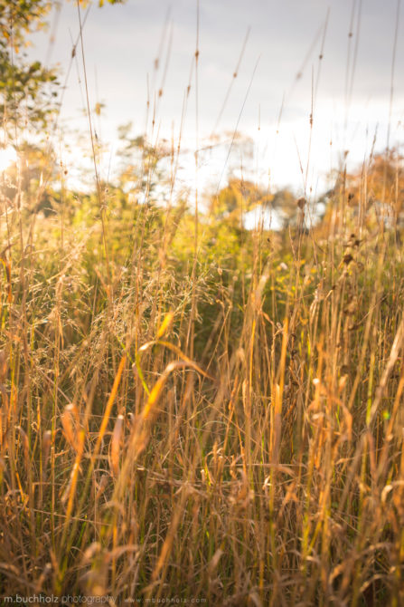 Sunrise over Autumn Fields; Portsmouth, NH