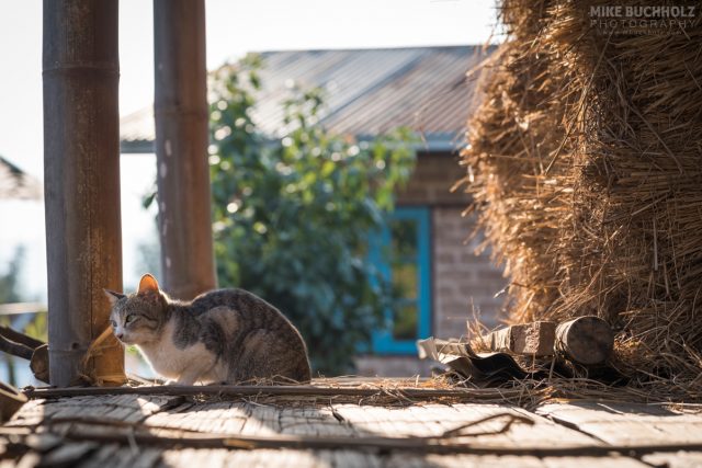 Retreating for Shade; Taunggyi, Myanmar