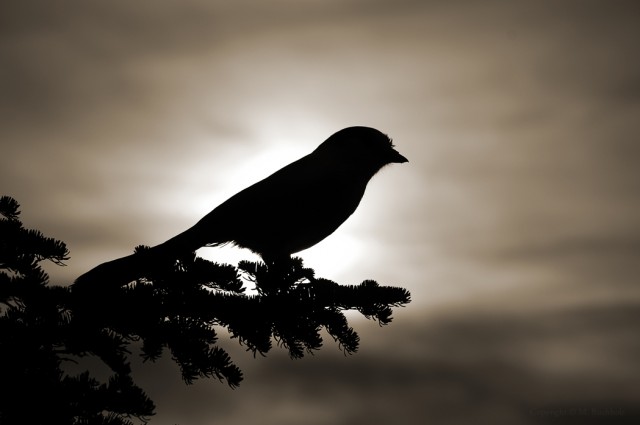 Gray Jay Perched for Sunset