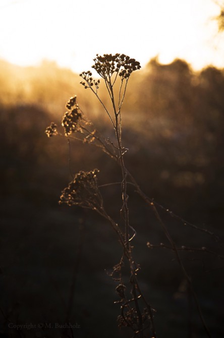 De-thawing Plants at Sunset
