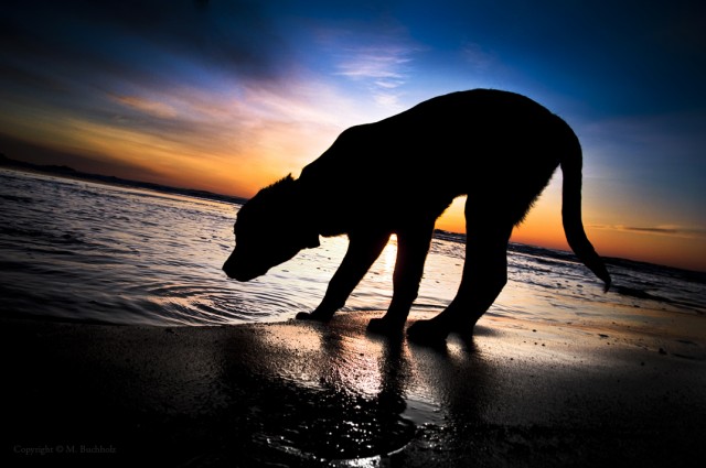 Black Lab Puppy Drinking Salt Water At Sunrise