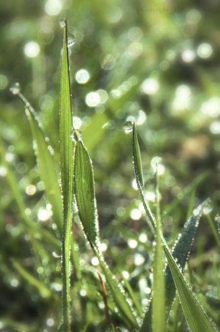 Morning Dew; Grasslands