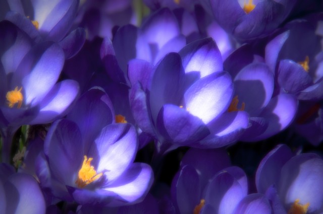 Fields of Purple; A Flower Garden