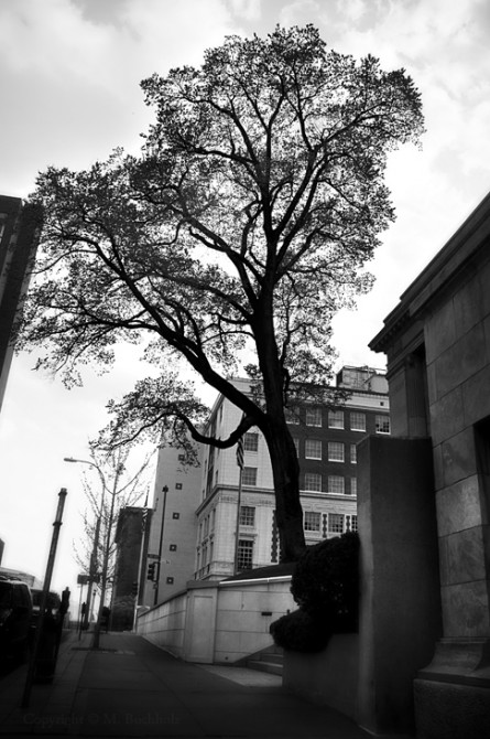 Tree in downtown Kansas City