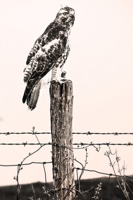 Perched, Red-Tailed Hunting Hawk