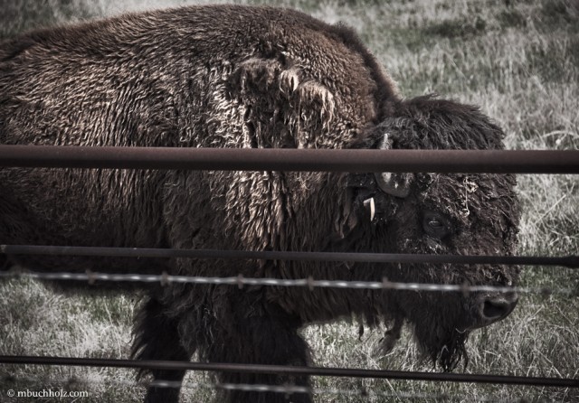 Kansas Bison