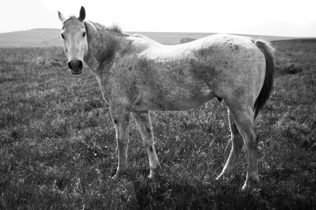 Wild horse in Kansas