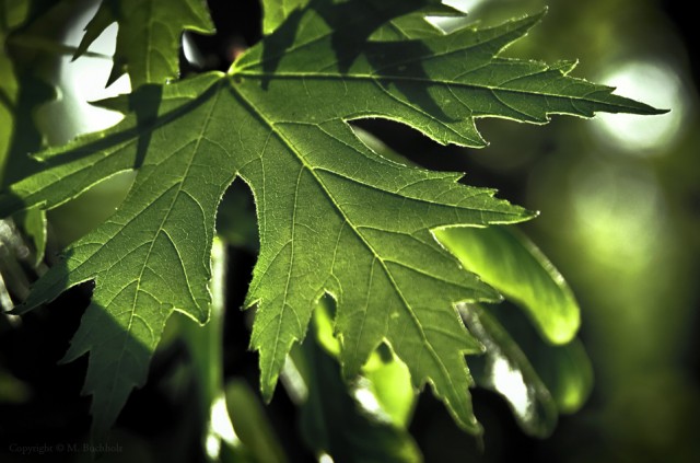 Leaf in Iowa Nature Reserve