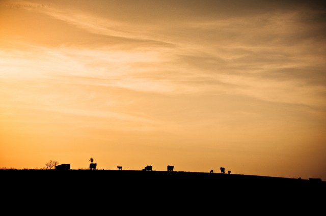 Animal Farm Sunset; Missouri