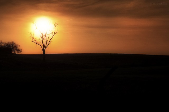 Tree Holding Up The Sun