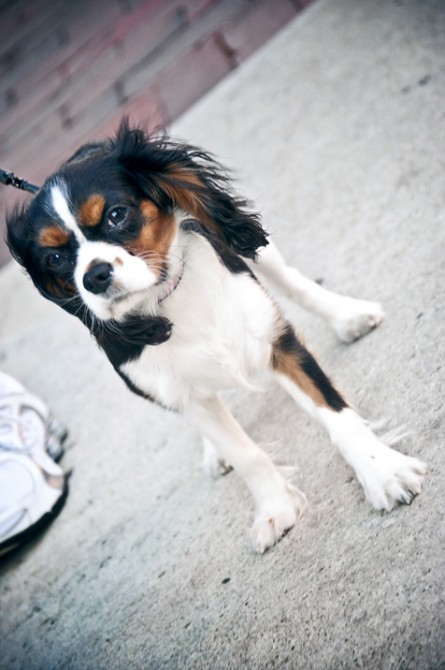 Angry Dog; Portsmouth, NH