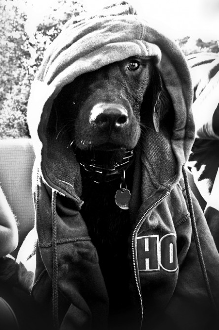 Black Lab Thug