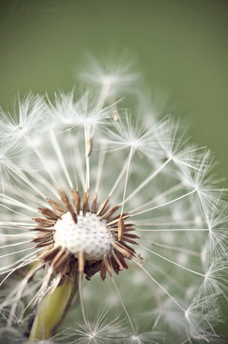 Lift-Off; Dandelion Seed Head