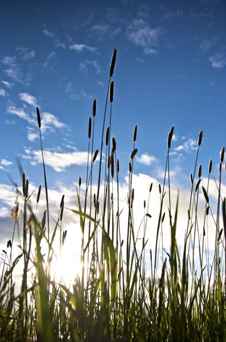 Field at Sunset; Nova Scotia