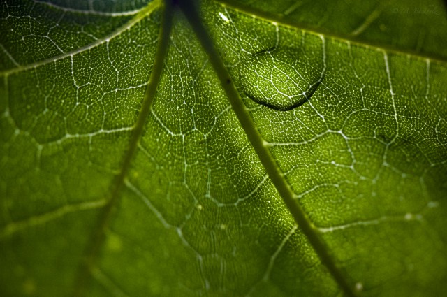 Water Droplet Magnifying Leaf Veins