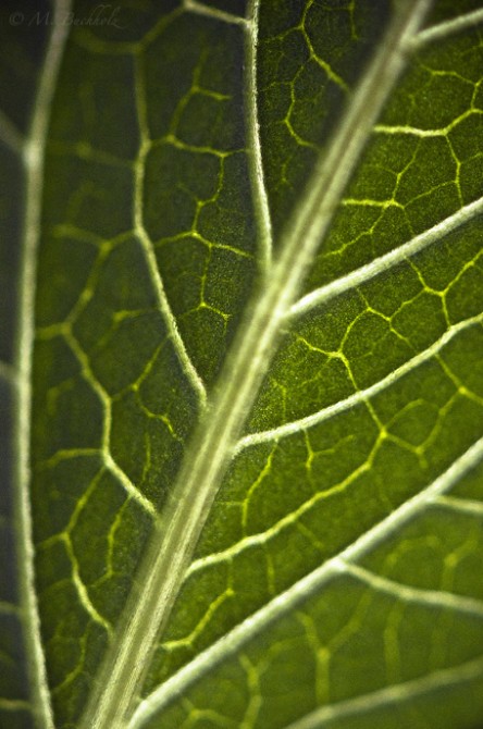 Veins; Leaf Macro