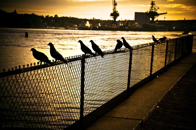 Social Hour on the Fence