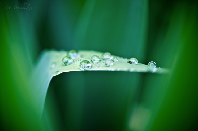 Water Table