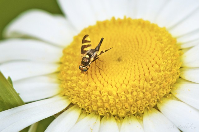 Bee Collecting Nectar