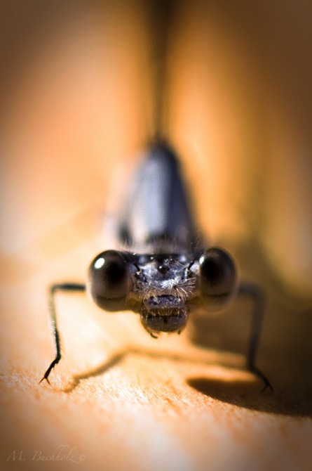 Dragonfly Macro