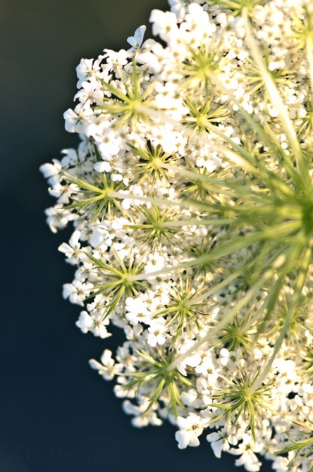 Flower Seed Heads Macro