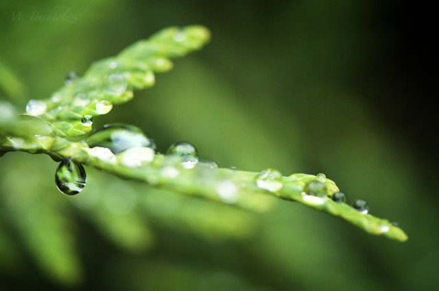 Evergreen Water Drops