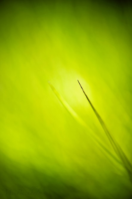 Grass Blade Abstract