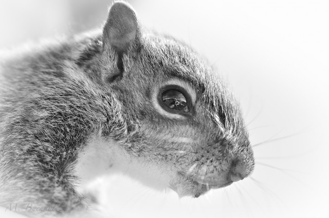 Squirrel Macro in Black and White