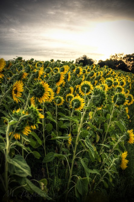 Sunflower Field; Massachusetts