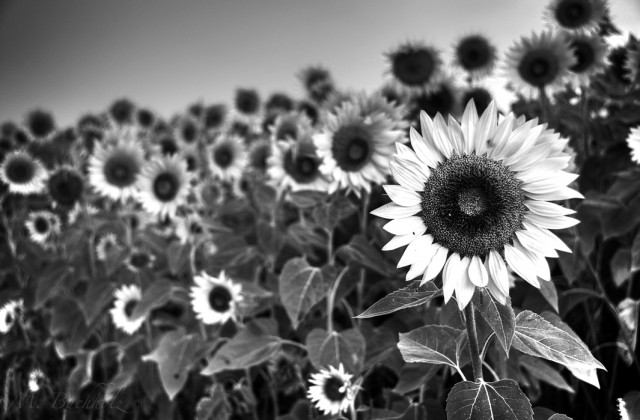 Rising Sunflower; New England