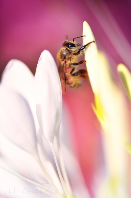 Bee on Flower Macro