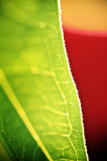 A Macro Leaf Sunset