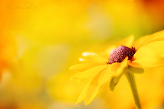 Brown Eyed Susan