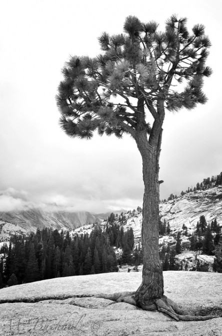 Yosemite National Park; California