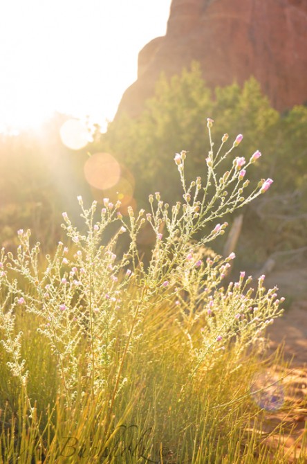 Arches National Park; Moab, Utah