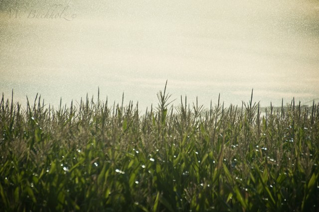 Fields of Idaho