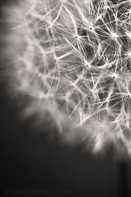 Dandelion Seed Heads