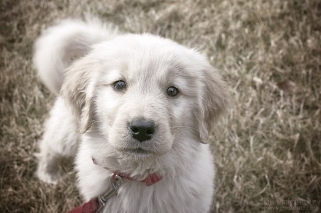 Curious; Golden Retriever Puppy