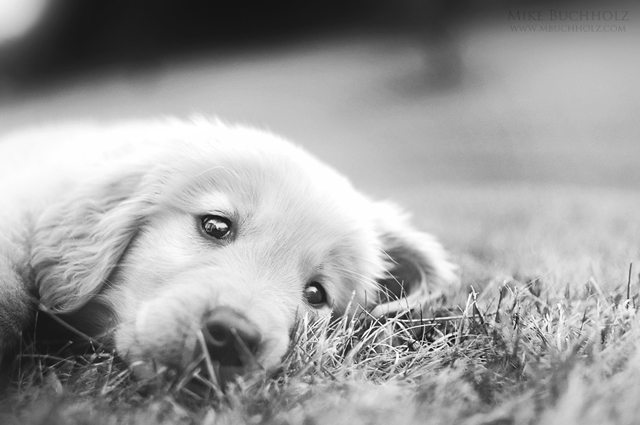 Resting; Golden Retriever Puppy