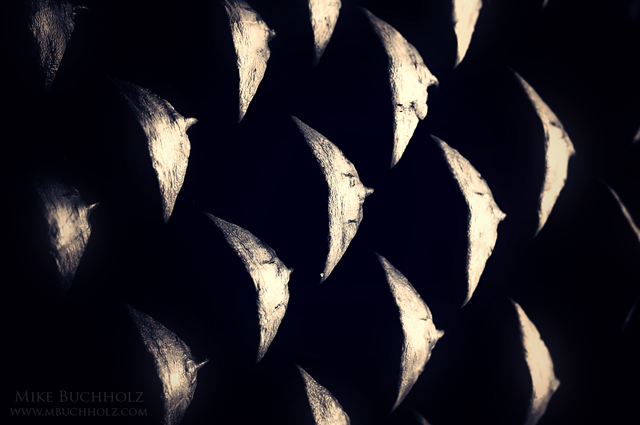 Faces; Pine Cone Scales